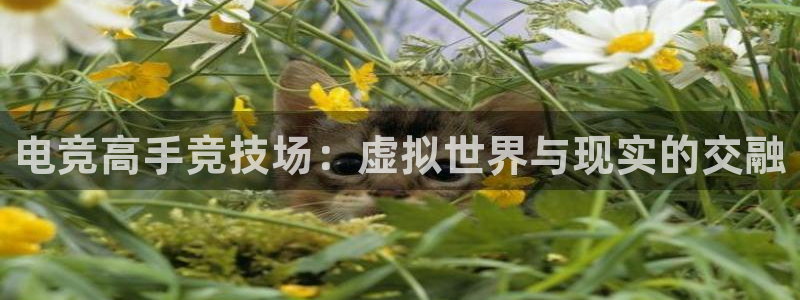 ob电竞官网：电竞高手竞技场：虚拟世界与现实的交融